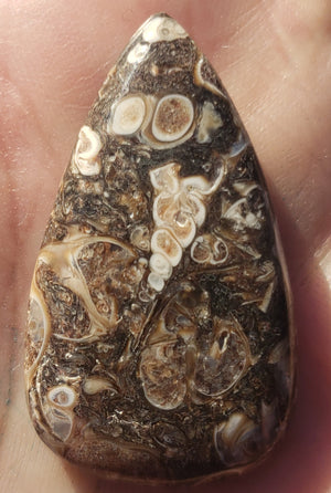 Fossilized shells - Cabochon - 33ct  "forgot what this stone is called"